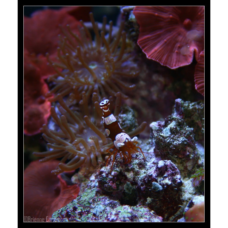 Sexy Shrimp
