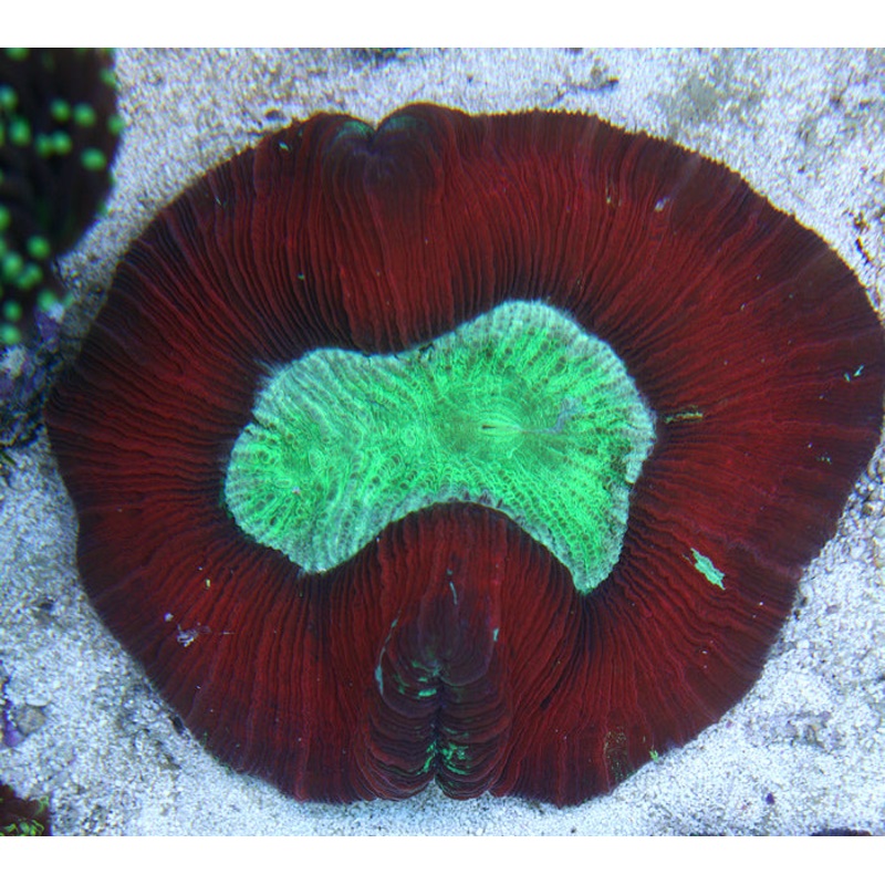 Small Red Multicolored Trachyphyllia Open Brain