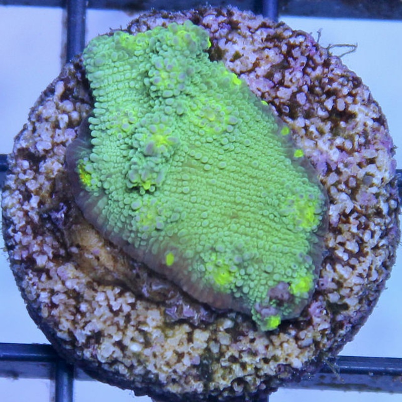Stunner Chalice Frag
