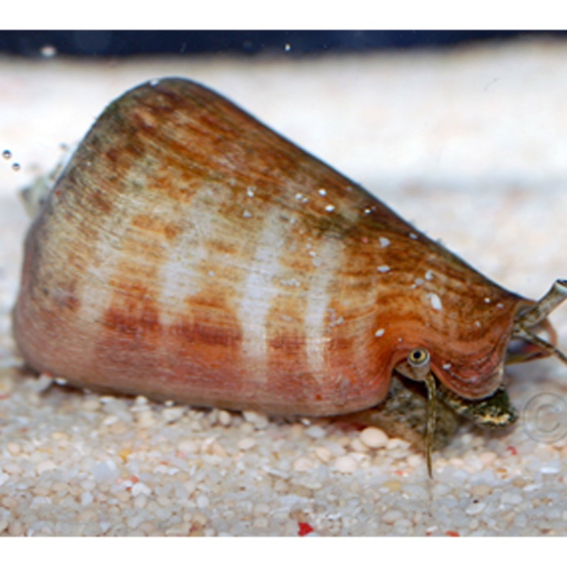 Tiger Conch