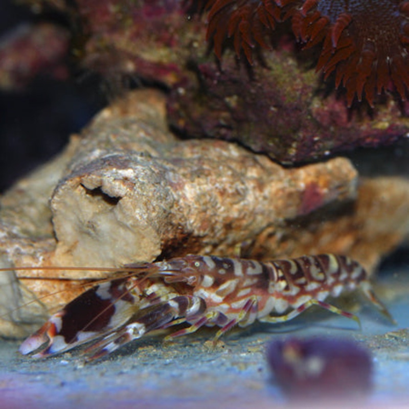 Tiger Pistol Shrimp