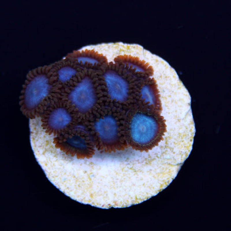 Tubbs Blue Zoa Frag