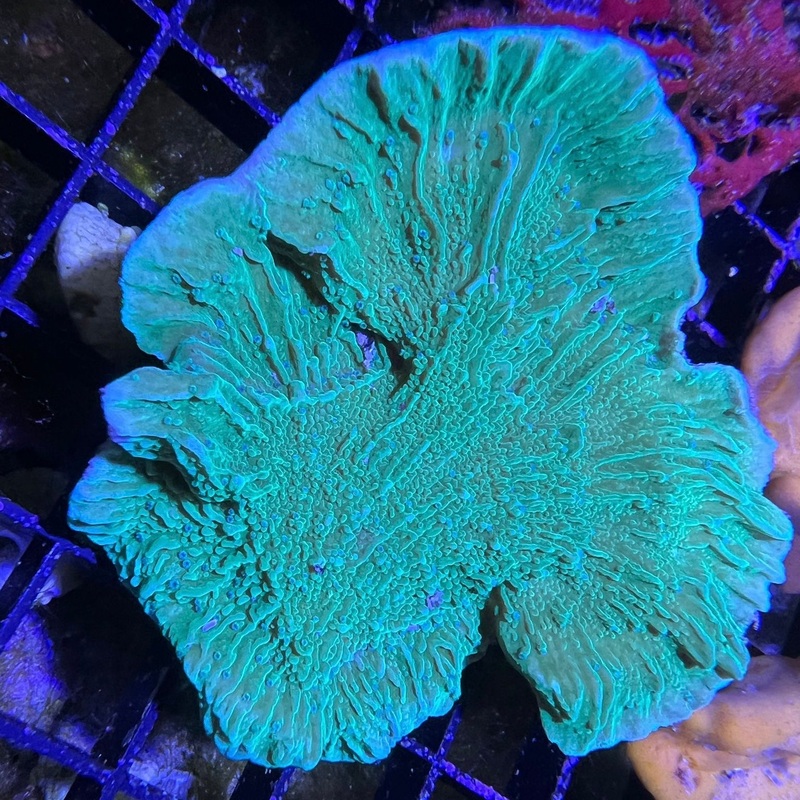 Tyree Flower Petal Montipora