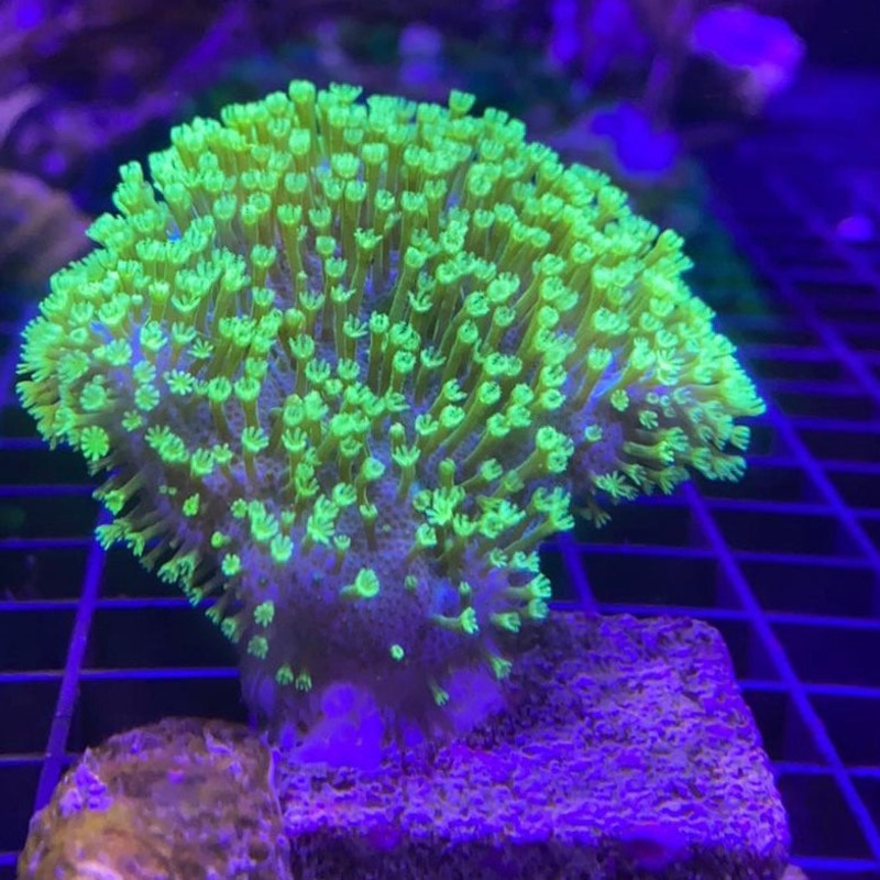 Tyree Green Polyp Toadstool Leather