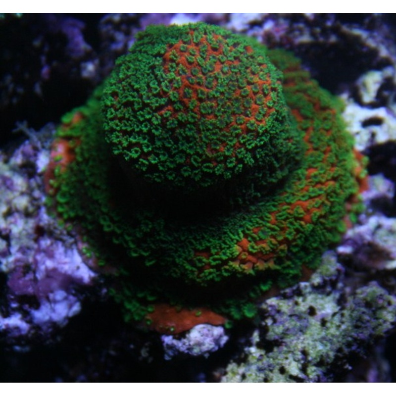Tyree LE Sunset Montipora