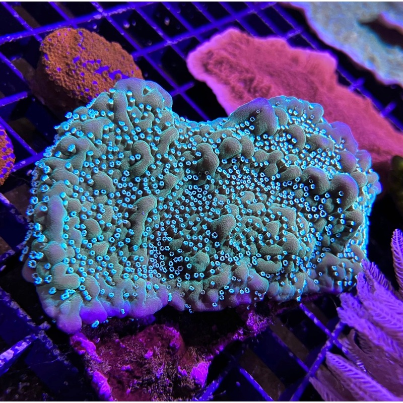 Tyree Montipora Undata aka Grimace Undata