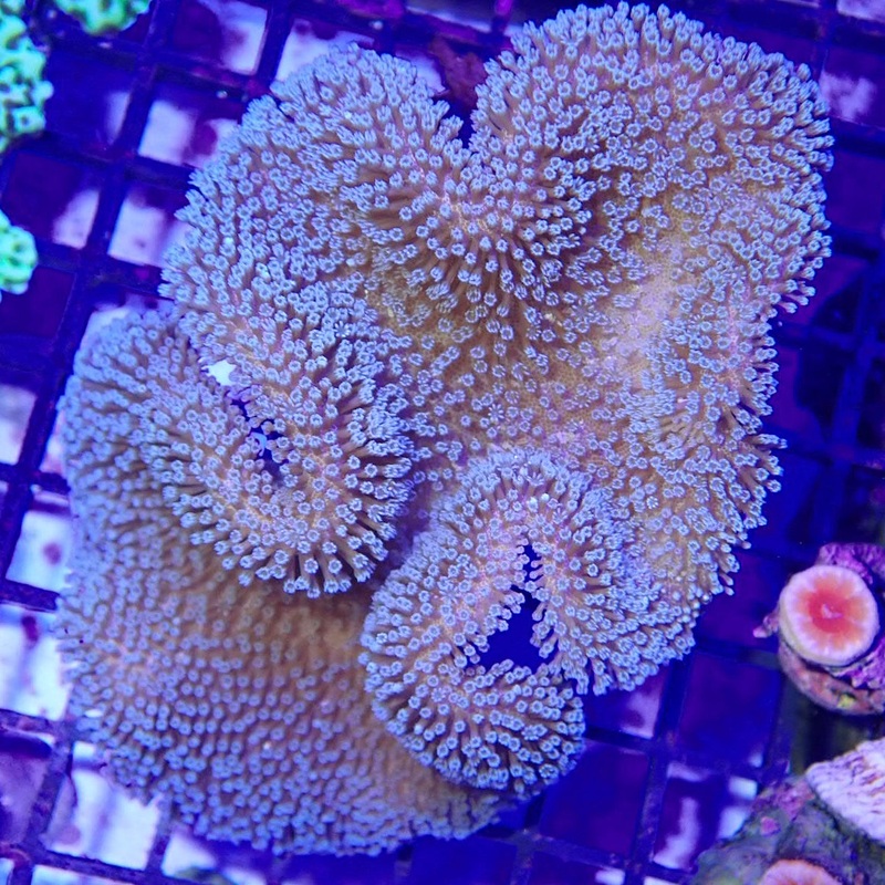 Umbrella Leather Coral