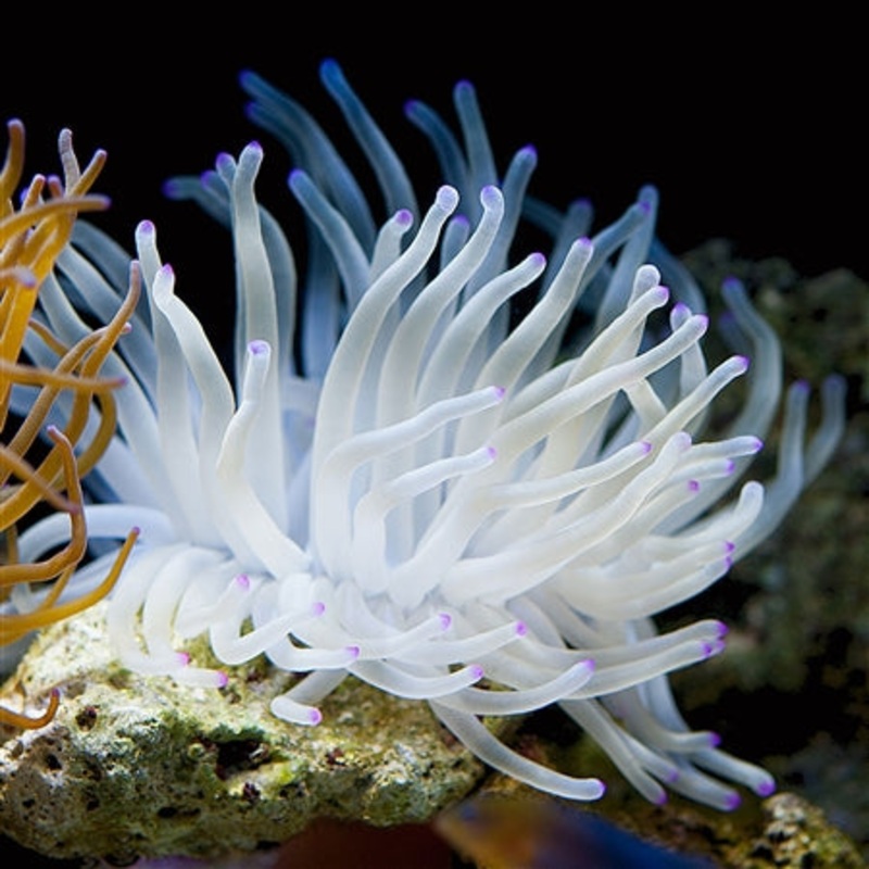 White Condylactus Anemone (3"-6")