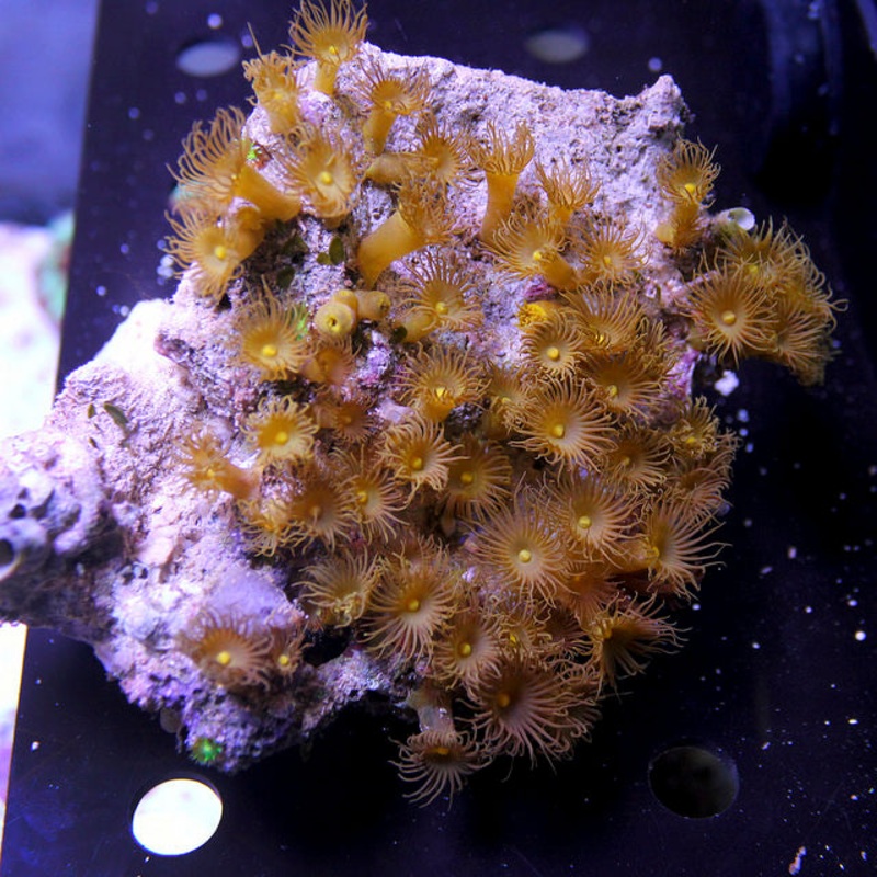 Yellow Polyps