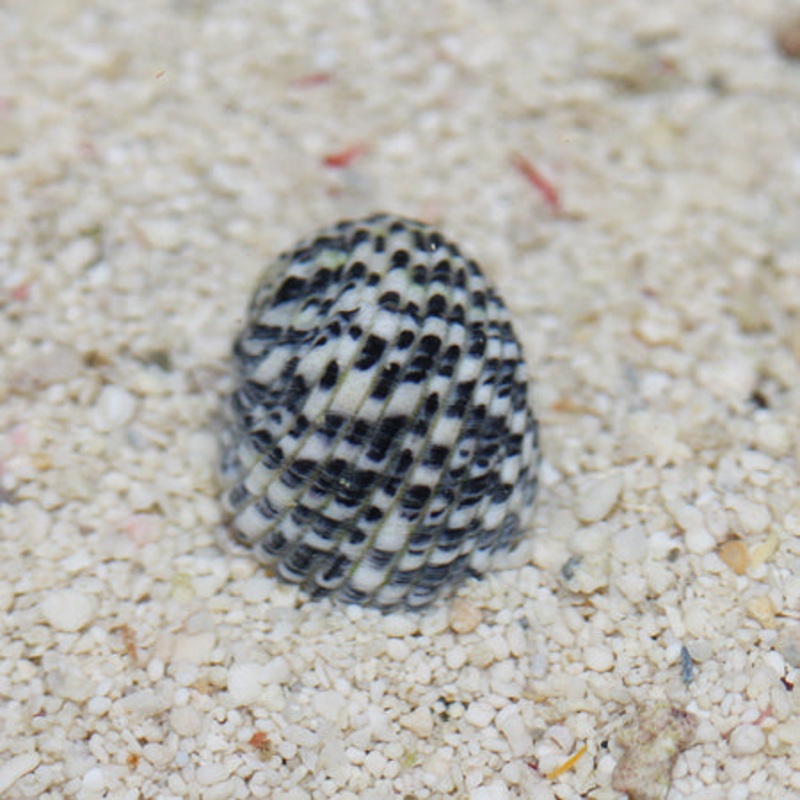 Zebra Nerite