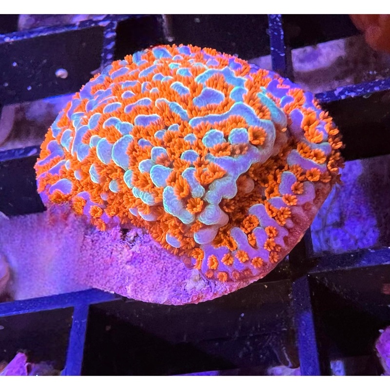 ACI AquaMan Montipora