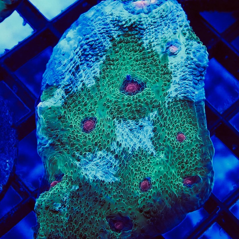 Avatar Chalice Frag