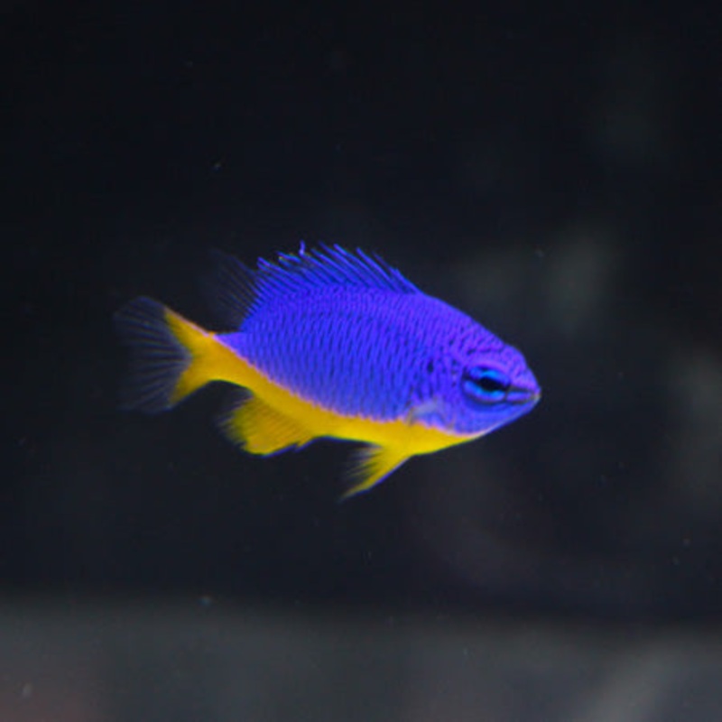 Azure Damsel