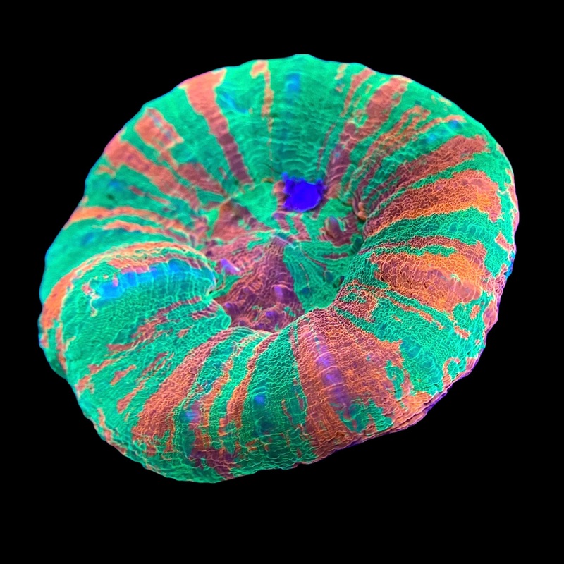 Bleeding Apple Scolymia