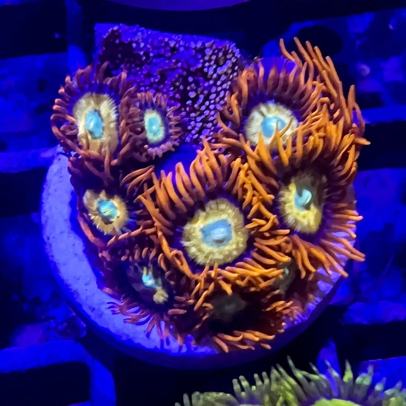 Blondie Zoa