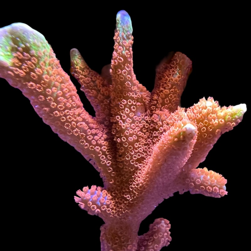 Bubblegum Montipora Digitata