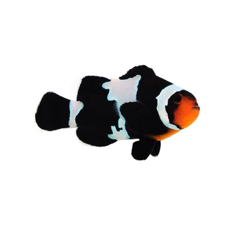 Captive Bred Blacker Ice Ocellaris Clown