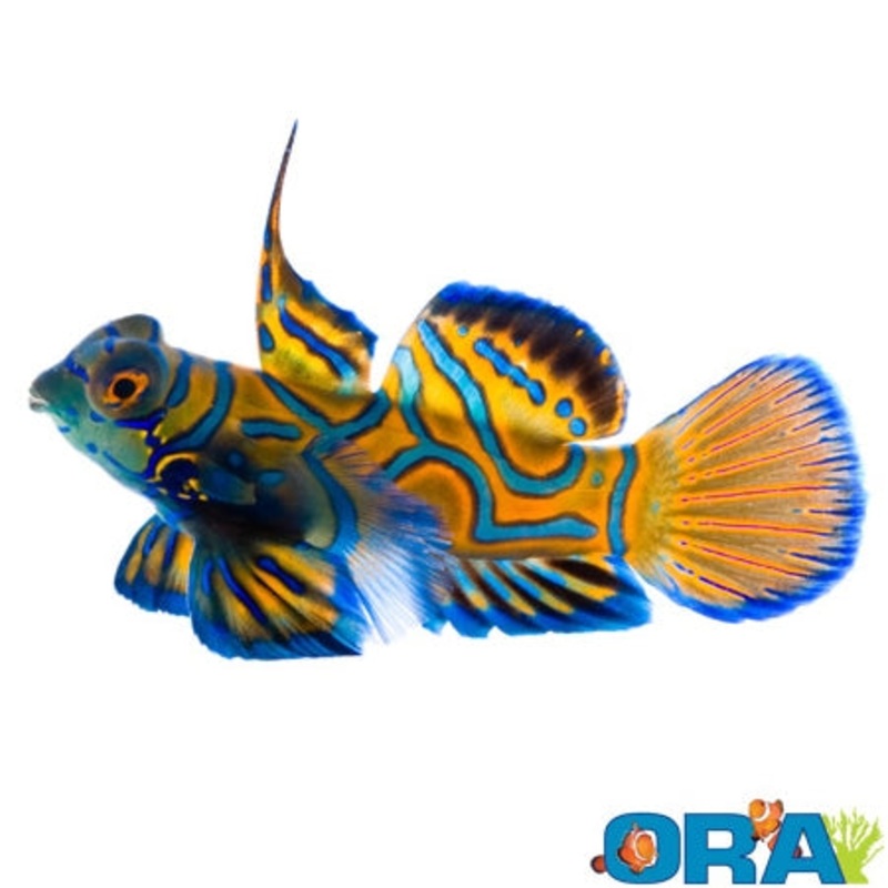 Captive Bred Blue Mandarin (1/2 - 3/4)