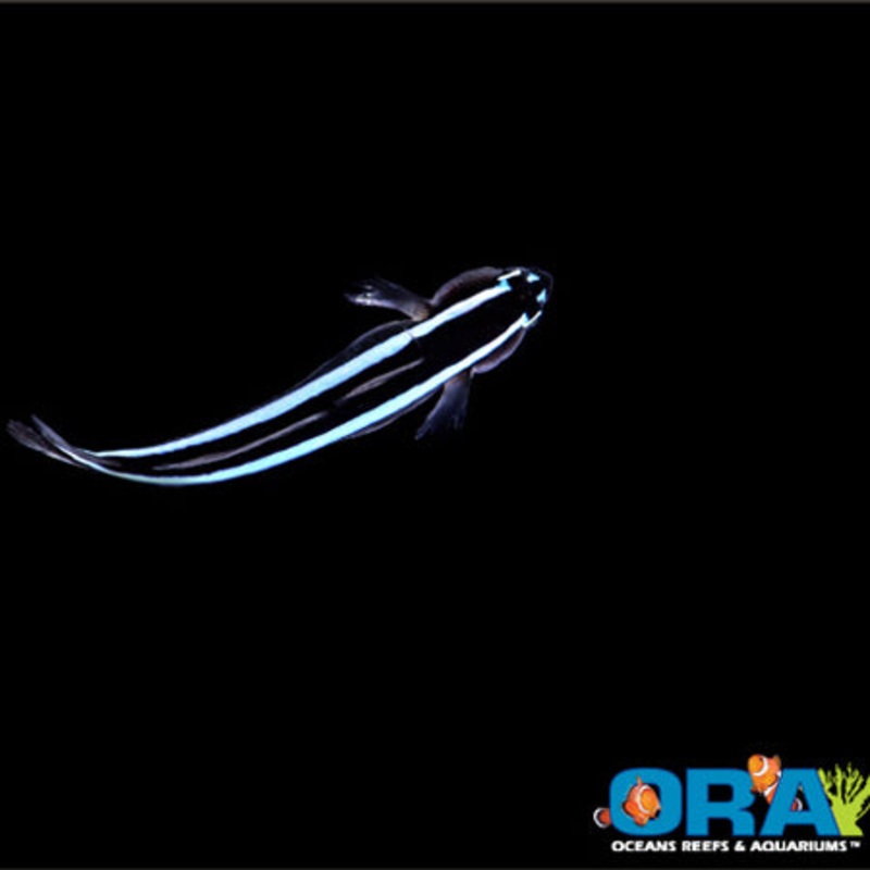 Captive Bred Blue Stripe Neon Goby