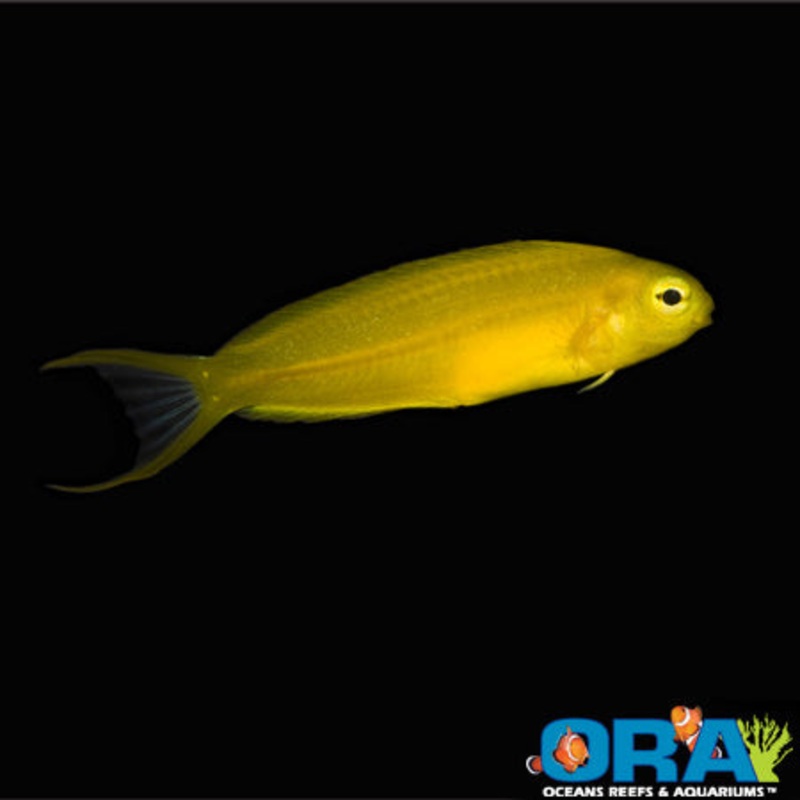 Captive Bred Canary Blenny
