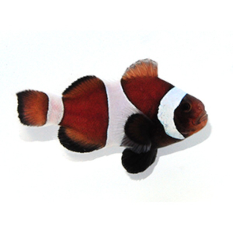 Captive Bred Chocolate Ocellaris Clown