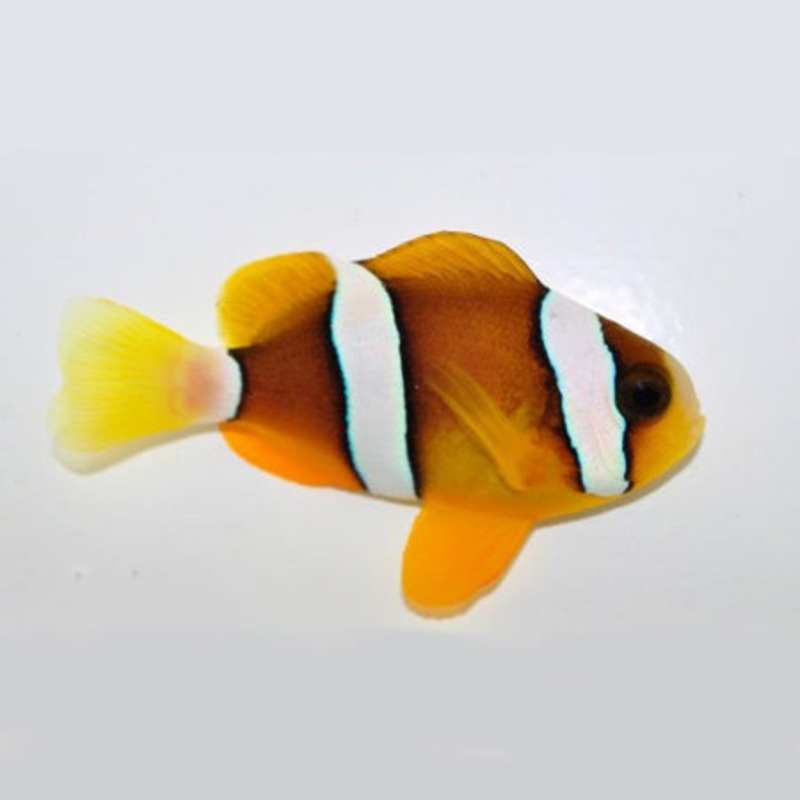 Captive Bred Clarkii Clown
