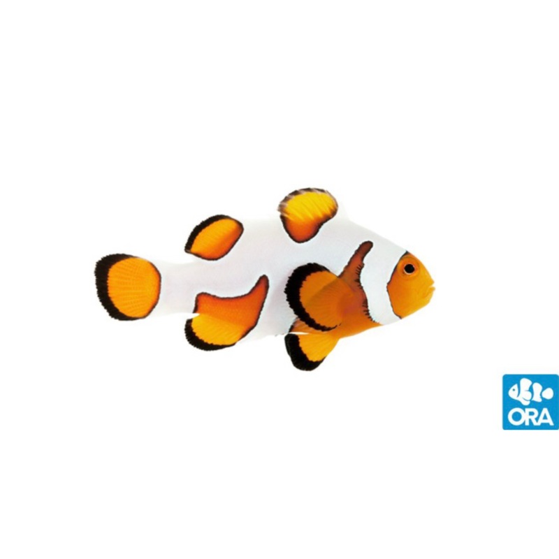 Captive Bred DaVinci/Gladiator Ocellaris Clown