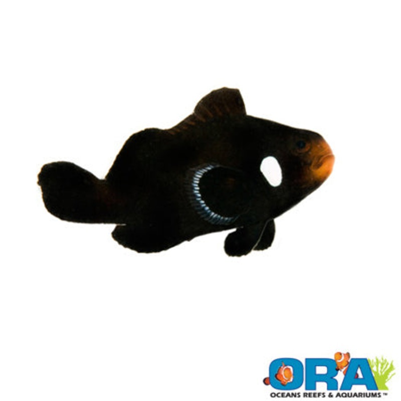 Captive Bred Domino Ocellaris Clown