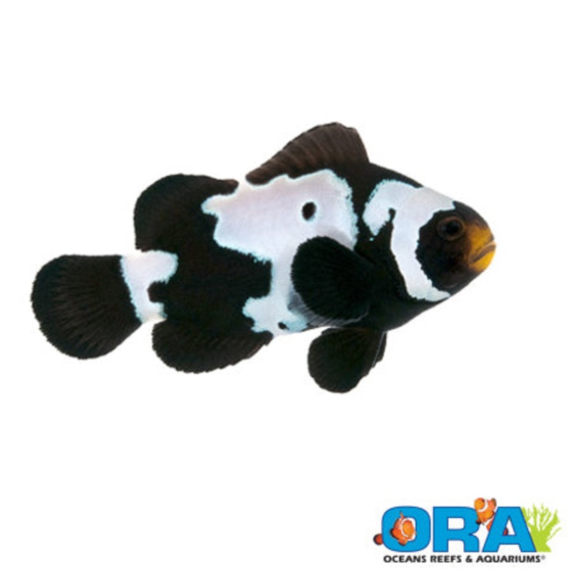 Captive Bred Extreme Black Snowflake Ocellaris Clown