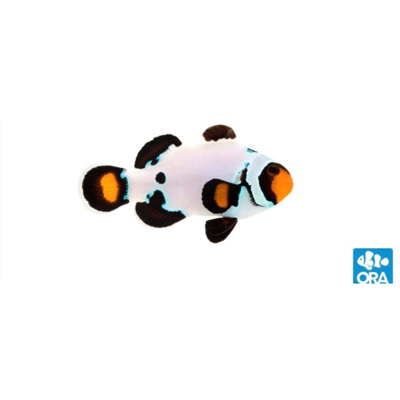 Captive Bred Frostbite Ocellaris Clown