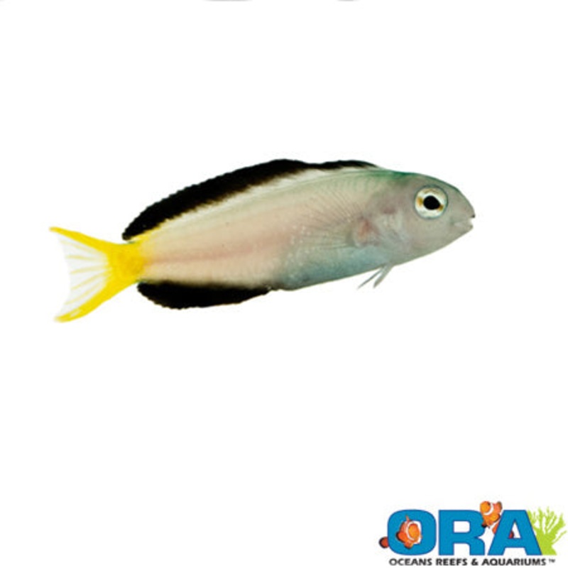 Captive Bred Harptail Blenny