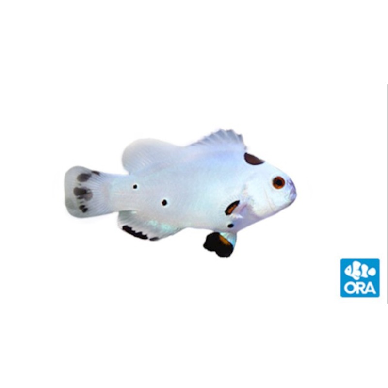 Captive Bred Hybrid Storm Ocellaris/Percula Clown