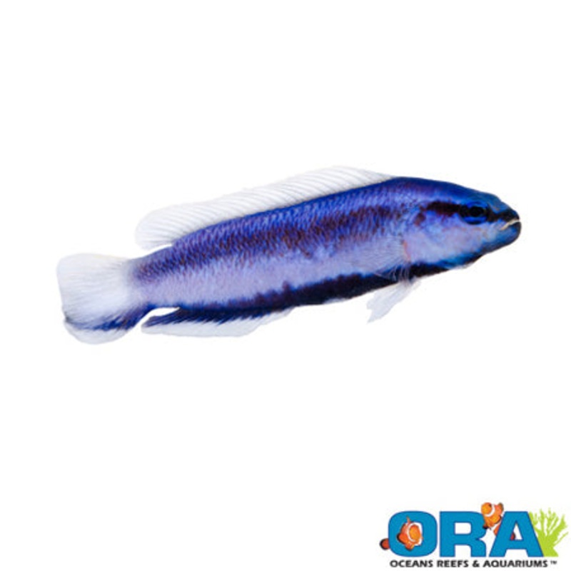 Captive Bred Indigo Dottyback