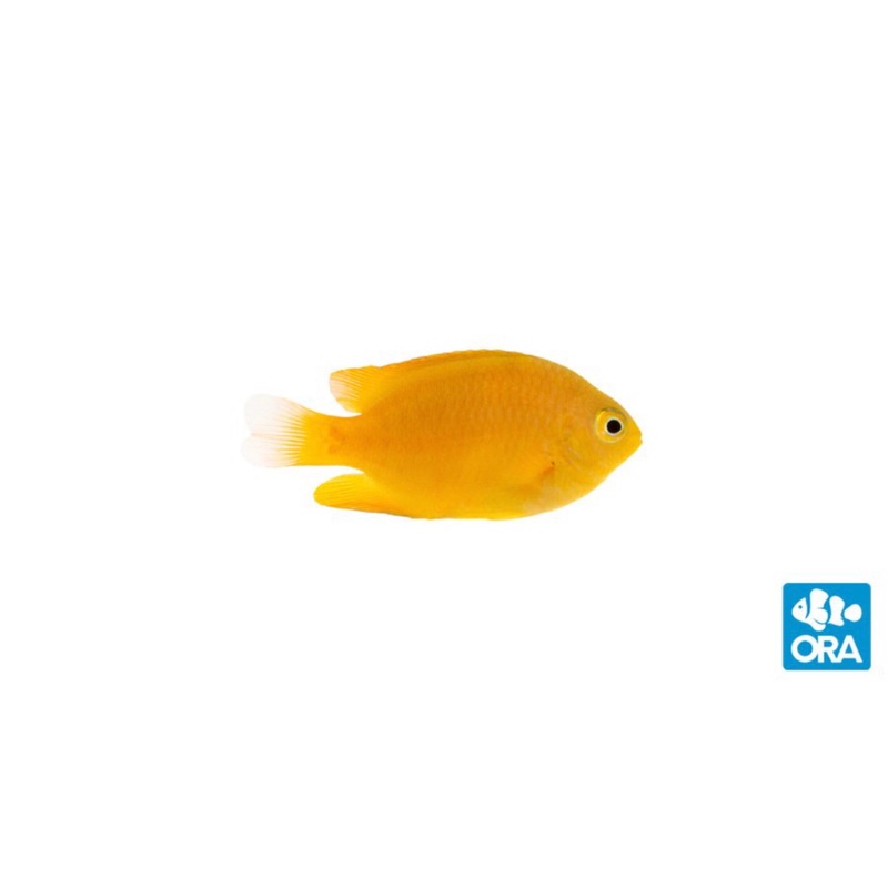 Captive Bred Lemon Damsel