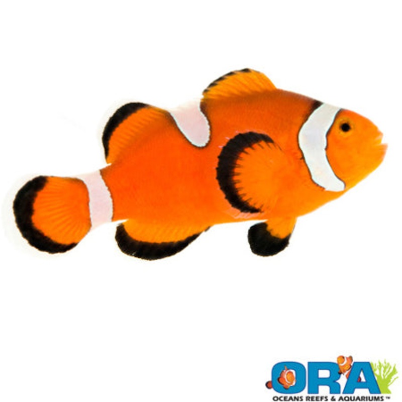 Captive Bred Misbar Ocellaris Clown