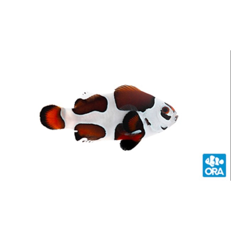 Captive Bred Mocha Storm Ocellaris Clown