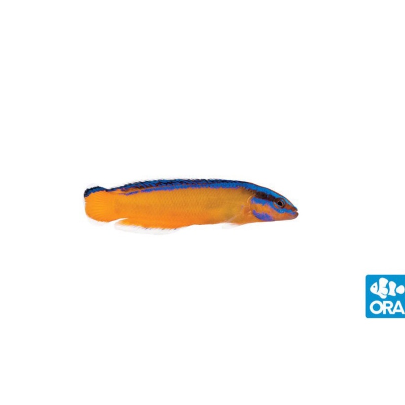 Captive Bred Neon Dottyback
