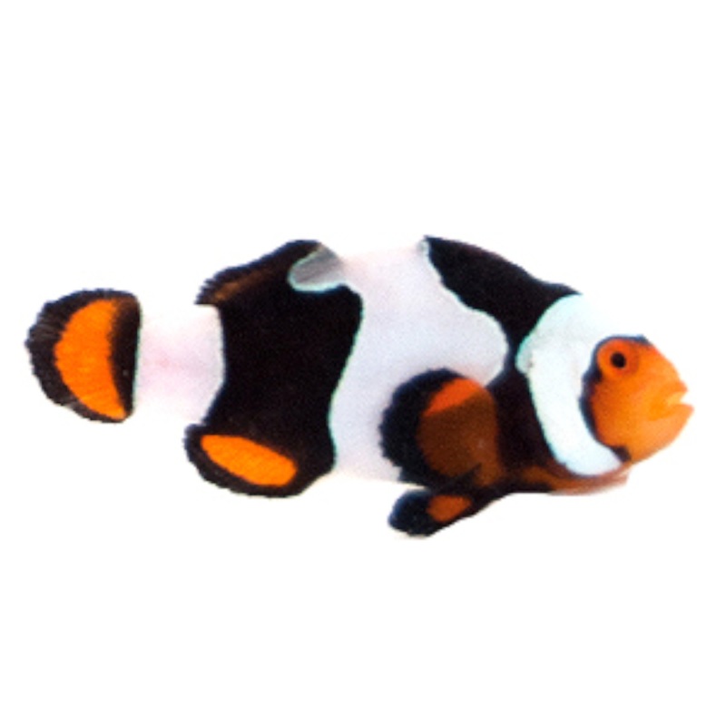 Captive Bred Onyx C-Quest Line Clown