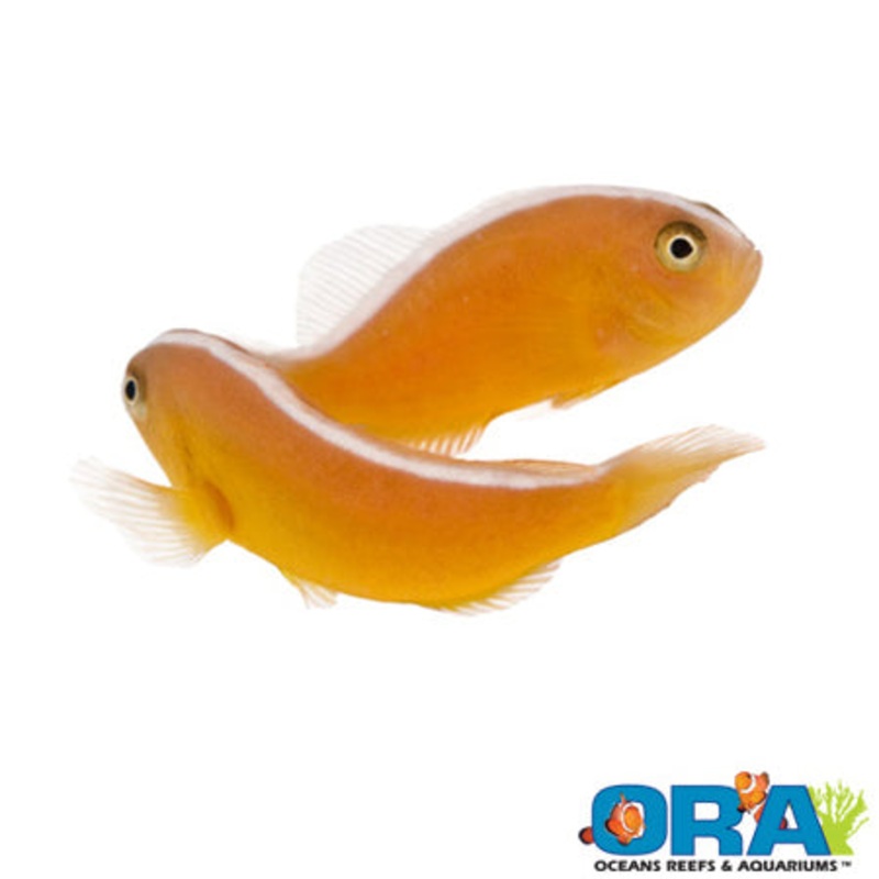 Captive Bred Orange Skunk Clown