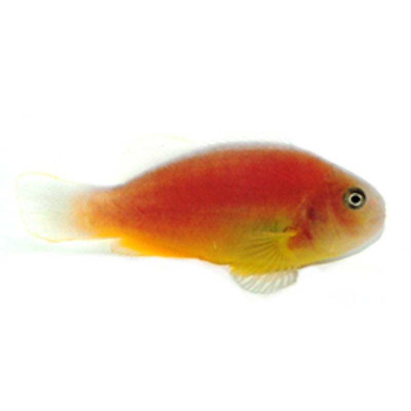 Captive Bred Orange Skunk Clown (Africa)
