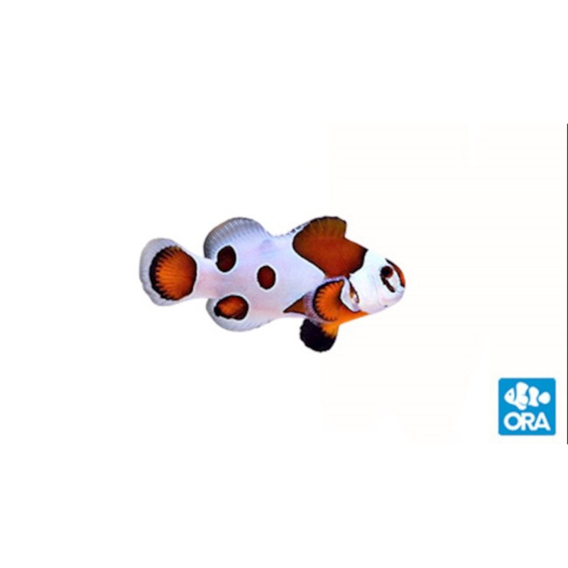Captive Bred Orange Storm Ocellaris Clown