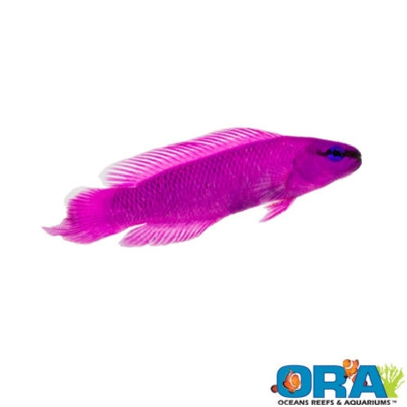 Captive Bred Orchid Dottyback
