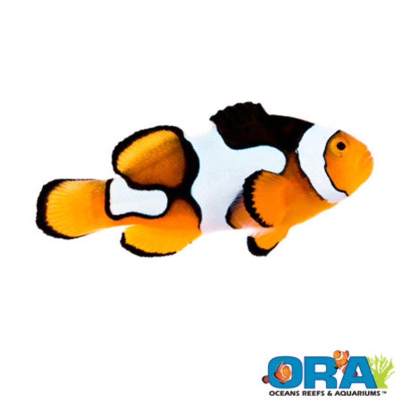 Captive Bred Picasso Percula Clown