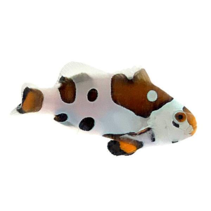 Captive Bred Picasso Storm Clown