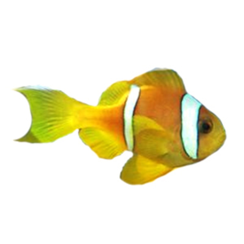 Captive Bred Red Sea Two-Band Clown