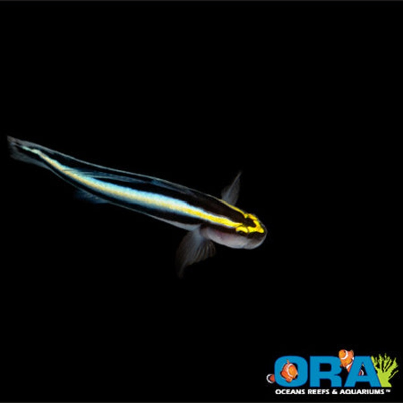 Captive Bred Sharknose Goby
