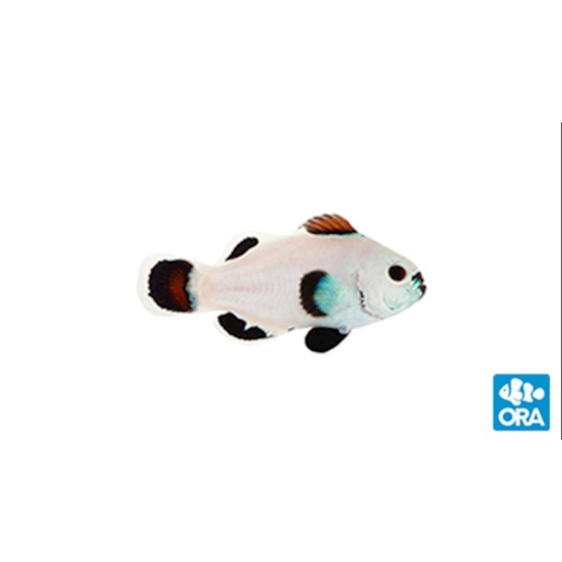 Captive Bred Snow Storm Ocellaris Clown