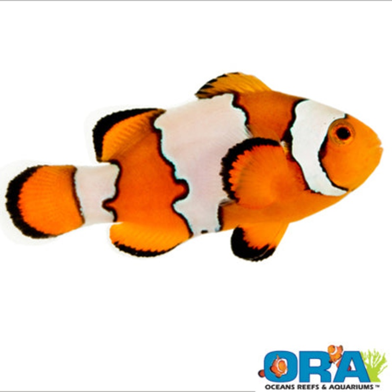 Captive Bred Snowflake Ocellaris Clown