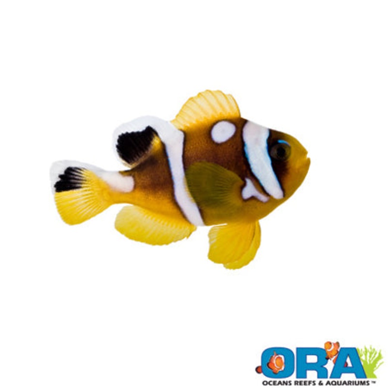 Captive Bred Spotcinctus Clown