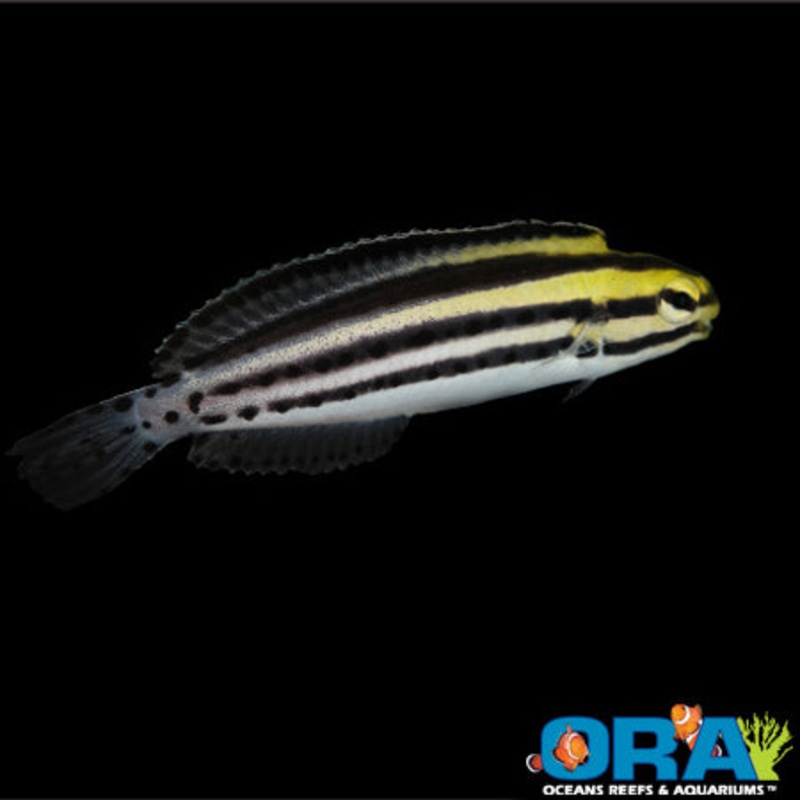 Captive Bred Stripe Blenny